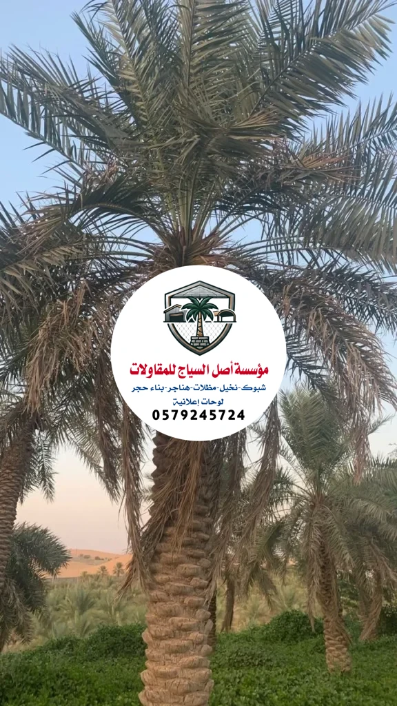 زراعة نخيل في السعودية