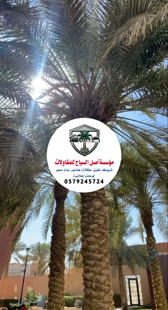 زراعة نخيل في السعودية