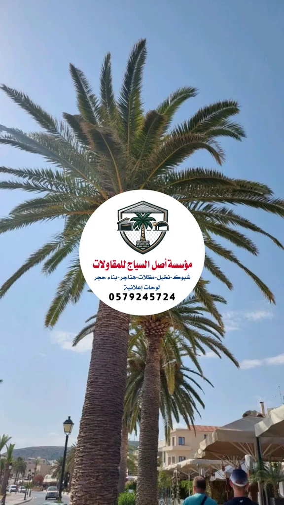 زراعة نخيل في السعوديةر