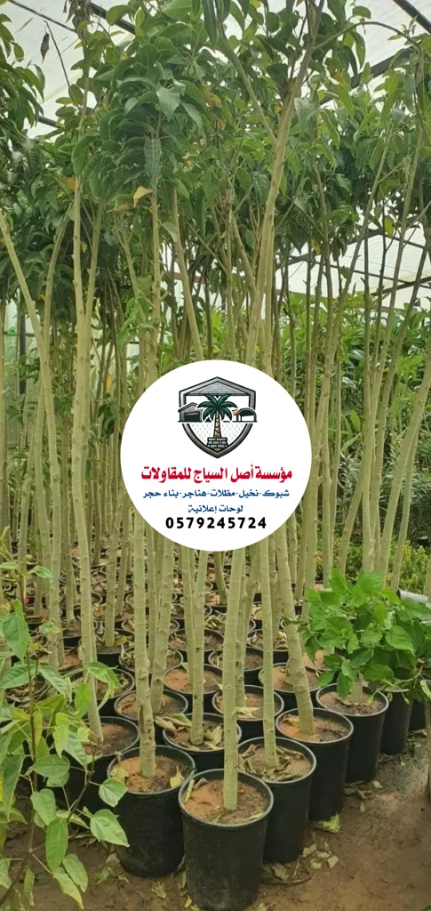 زراعة نخيل في السعودية