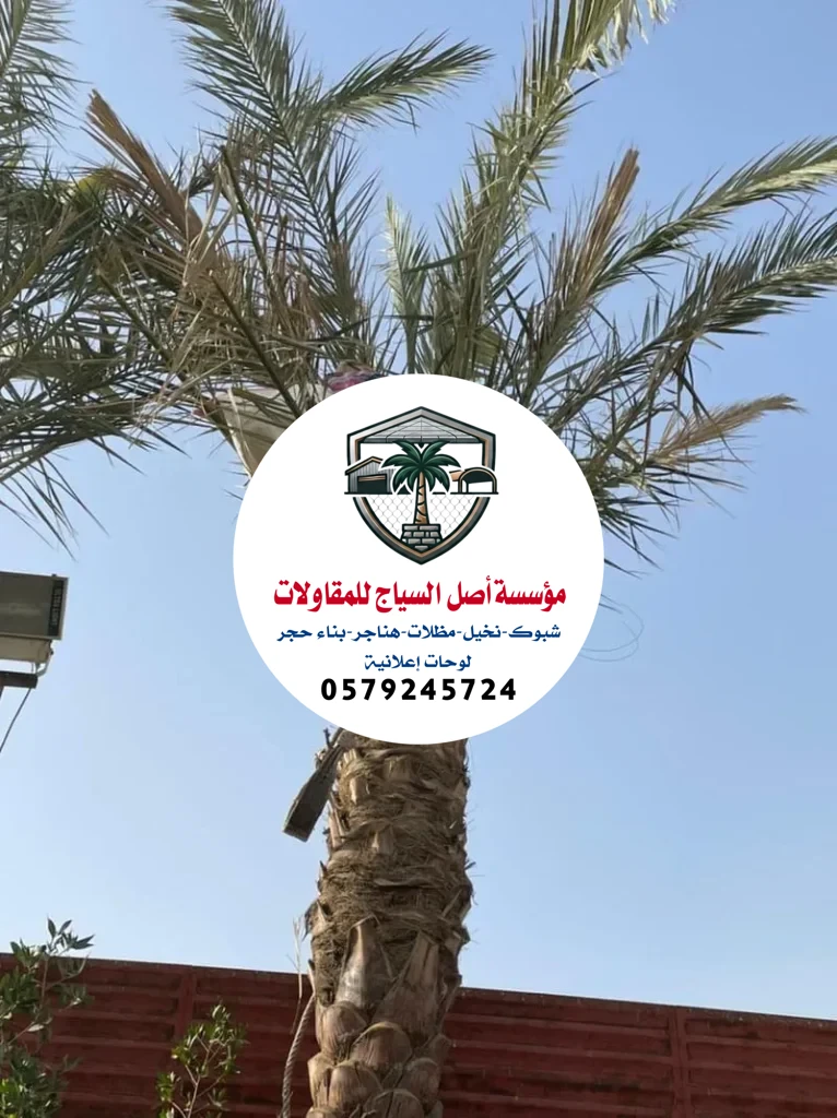 زراعة نخيل في السعودية