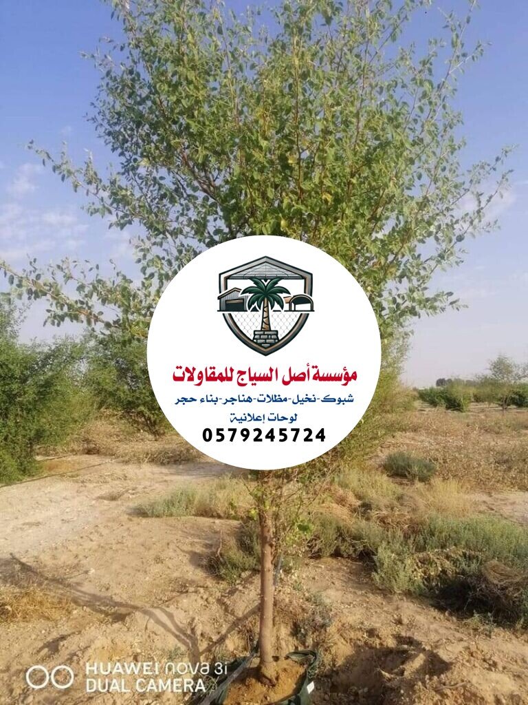 زراعة نخيل في السعودية