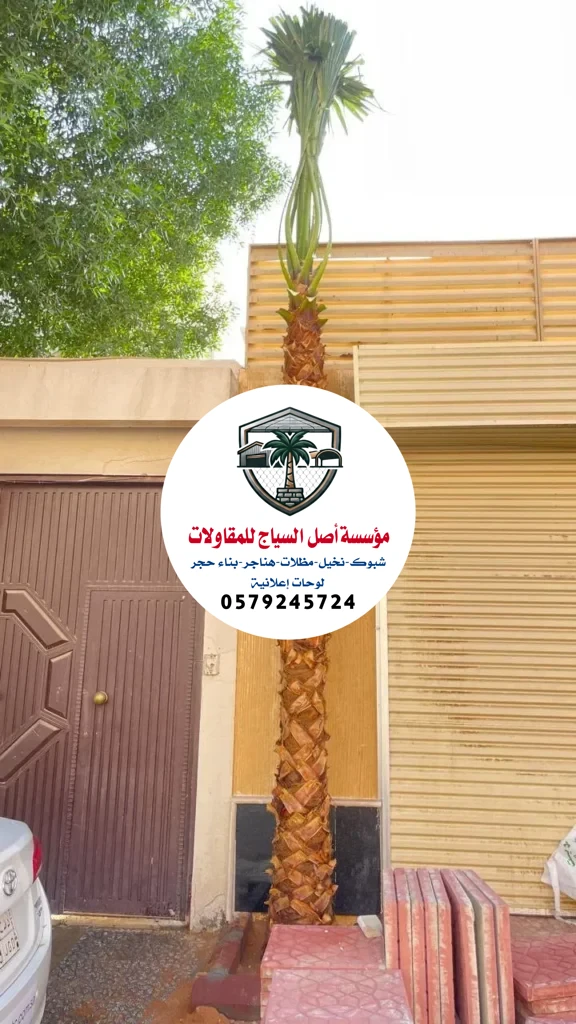 زراعة نخيل في السعودية