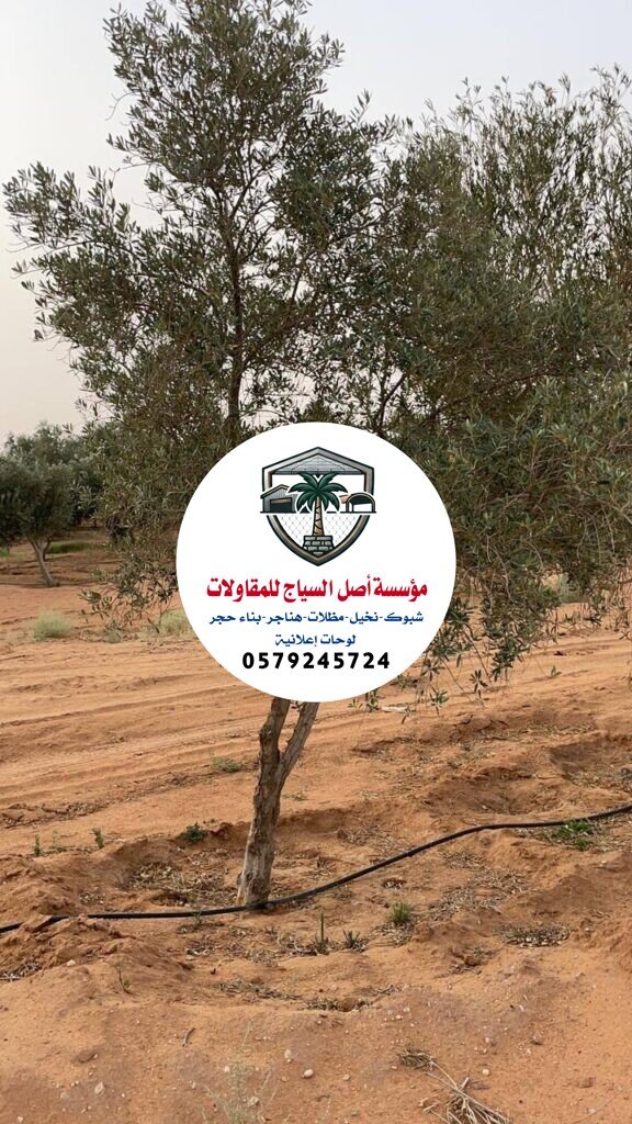 زراعة نخيل في السعودية