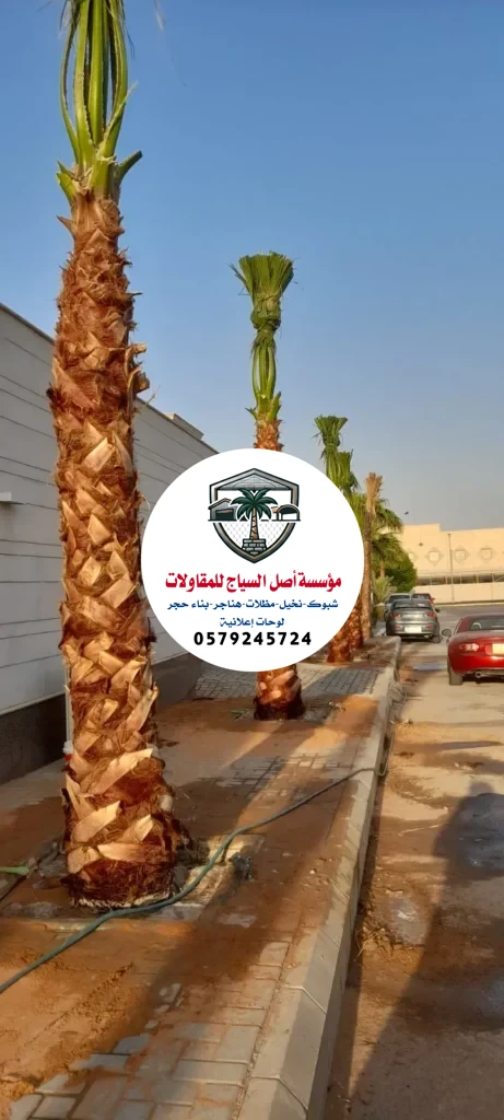زراعة نخيل في السعودية