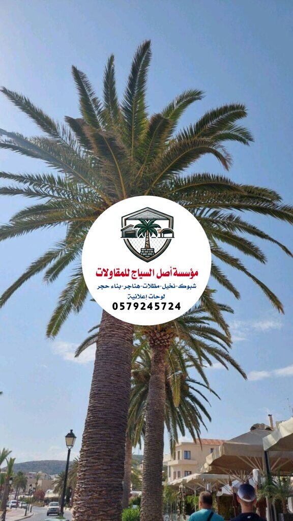 زراعة نخيل في السعودية