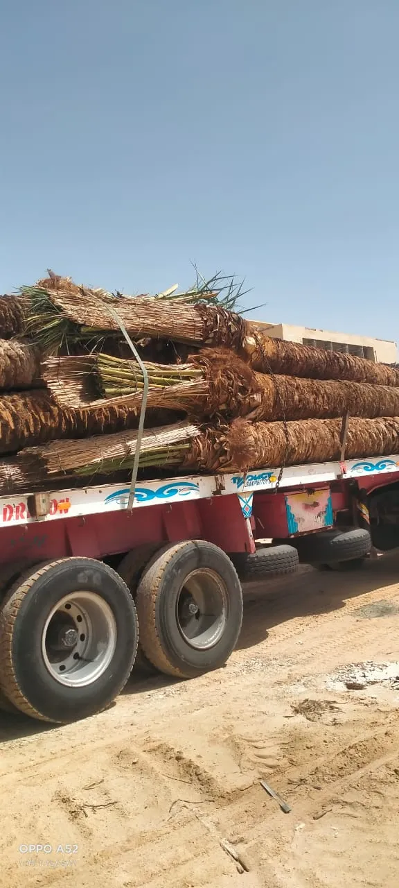 توريد نخيل الرياض