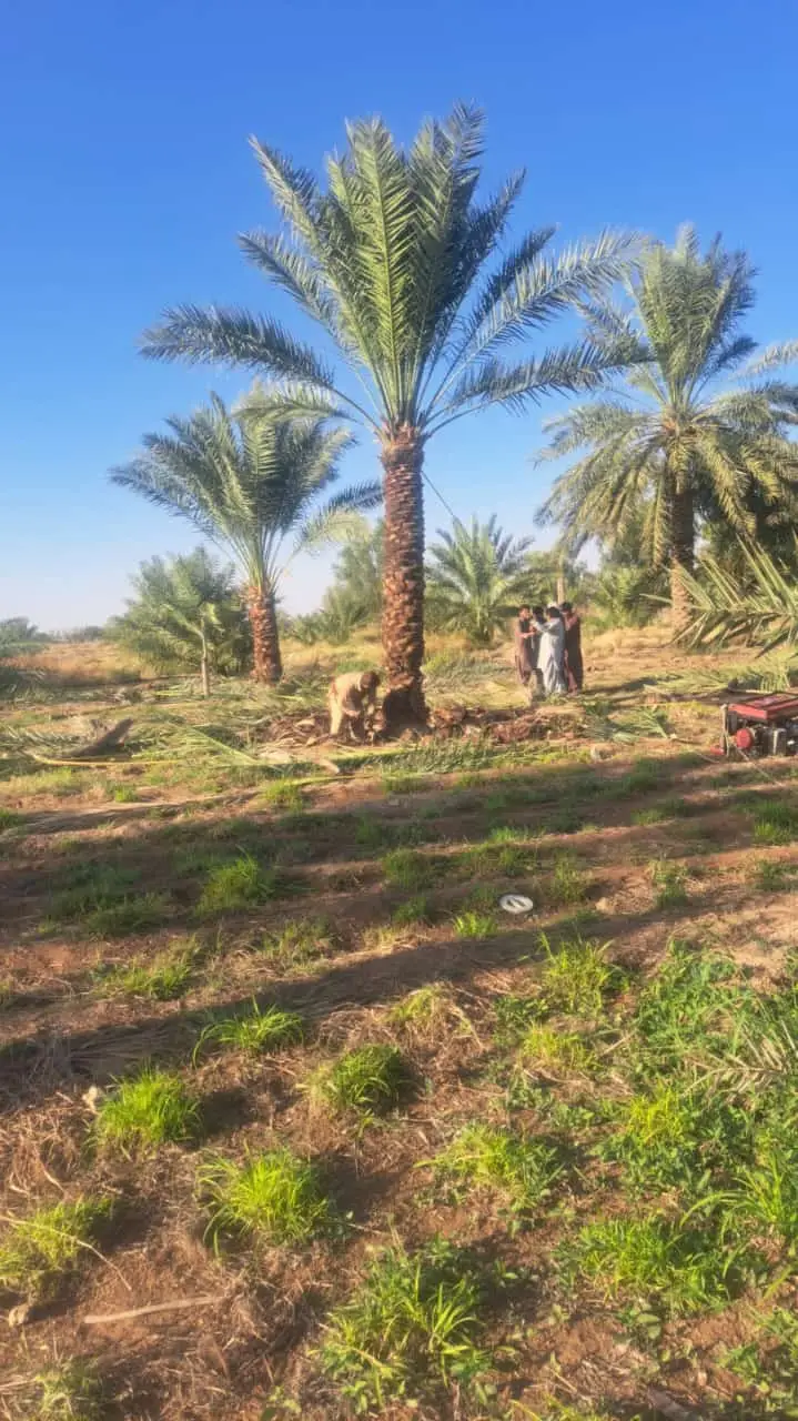 توريد نخيل الرياض