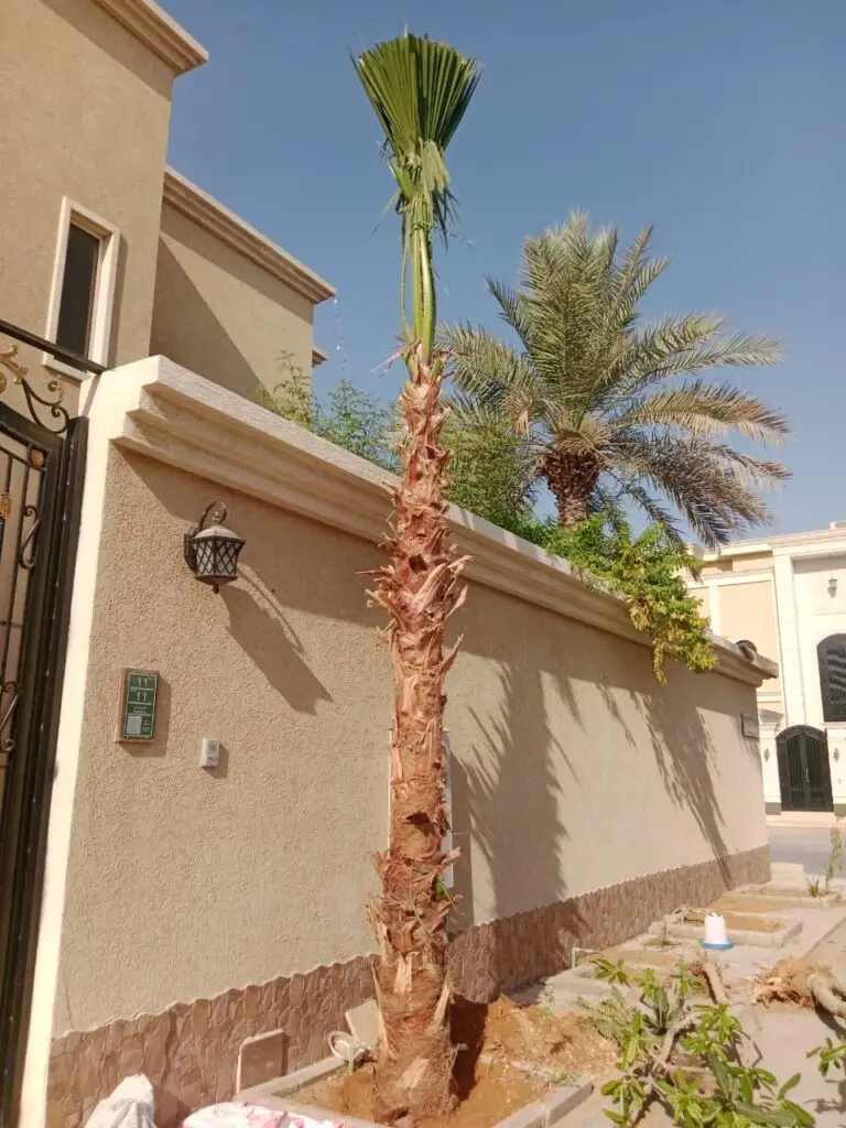 توريد نخيل الرياض