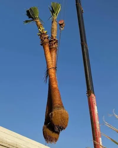 توريد نخيل الرياض