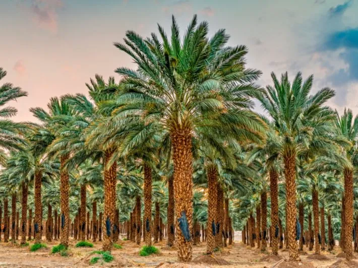 توريد نخيل الرياض