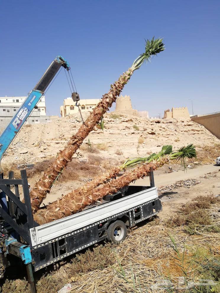 توريد نخيل الرياض